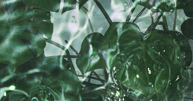 NO HOME * WARPED BOW